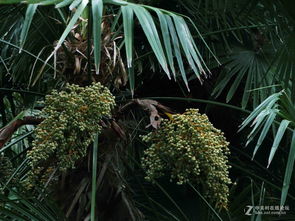 验证种子位置的实操方法：动手实践， 揭秘果实的秘密