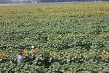 这9种植物是哪些？