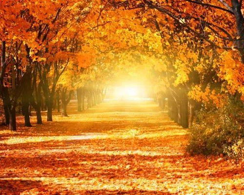 五角枫子采摘的黄金时期