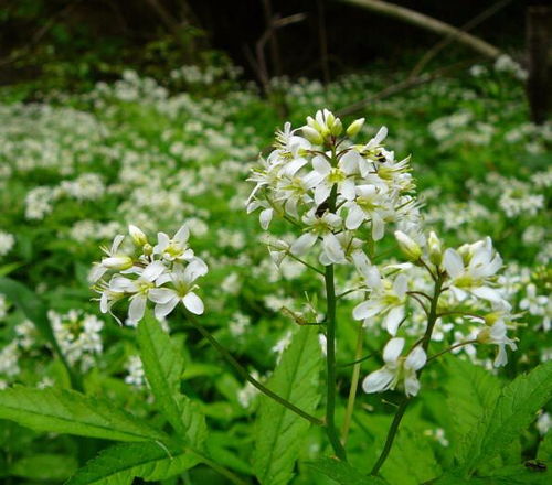 十字花科植物有哪些识别特征？
