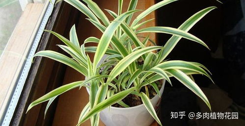 修剪工具与注意事项