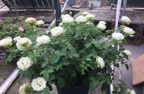 多菌灵：月季病害的克星？