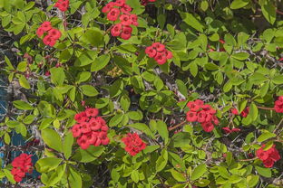 原因二：光照不足