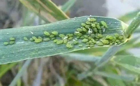 郑州，咱的地盘，谁家杀虫剂Zui牛？