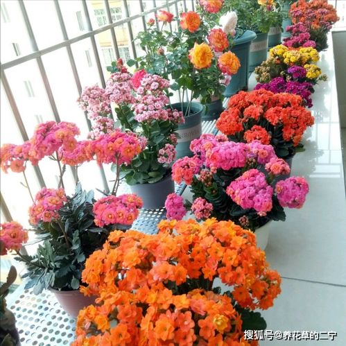 北方秋天开的花有