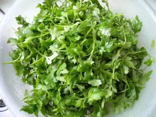 菊花脑多少钱一斤？哪里可以买到正宗的菊花脑呢