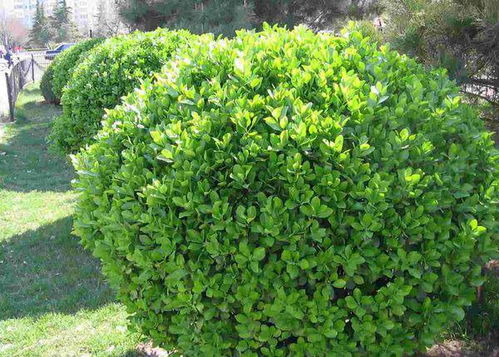 沙冬青与大叶黄杨耐寒性比较