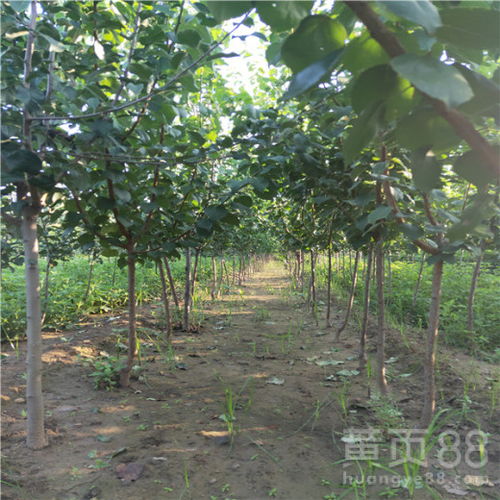 杏树种植季节的南北差异