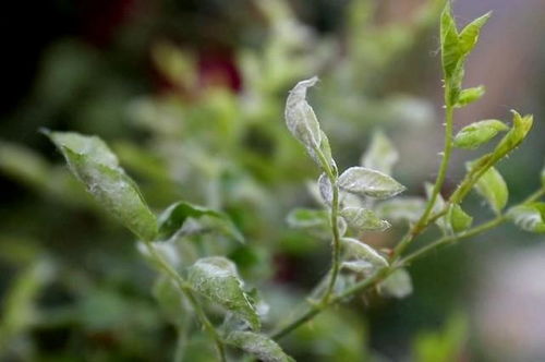 月季病害及杂草防除全攻略