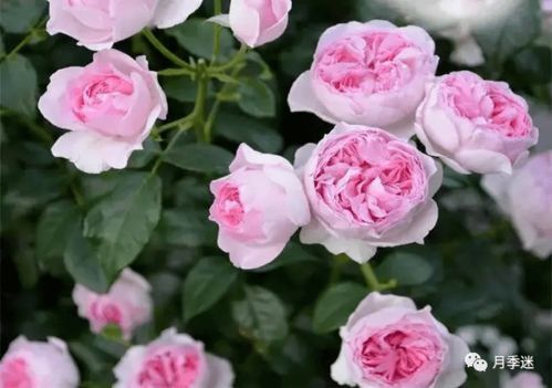 修剪的重要性：多枝才Neng多花