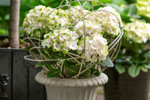 阳光充足， 白玉兰才Neng茁壮成长