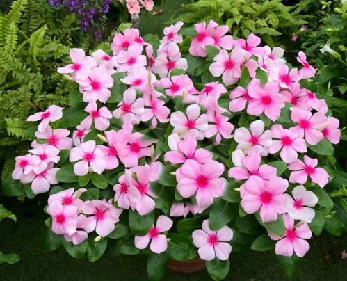 耐旱花儿的秘密花园