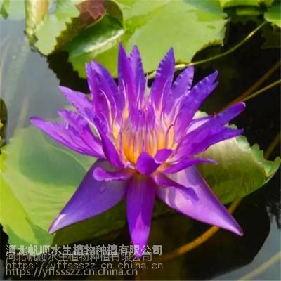 供应地区不同， 价格也有差异