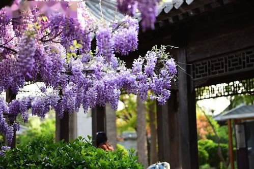 花开如蝶，香气袭人