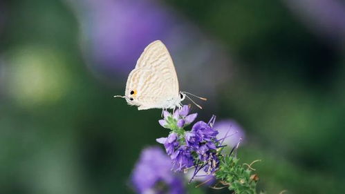 松果菊与蜀葵的吸引力