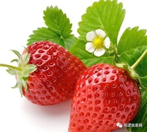 草莓秧移植，如何确保成活率高