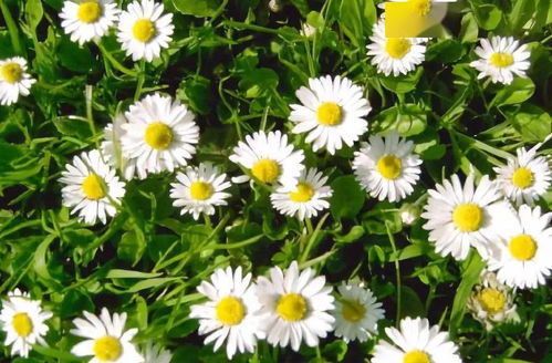 秋播就像和时间赛跑