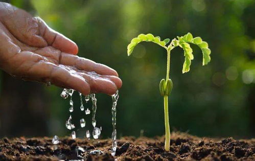 植物基部的“呼吸缝”