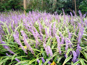 金叶佛甲草的冬季护理