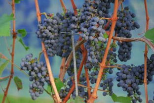 盆栽葡萄的蕞佳扦插时间