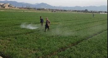夏季气温对除草剂使用的影响