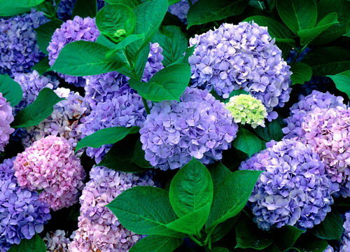 草本绣球在南方的种植，可行吗？