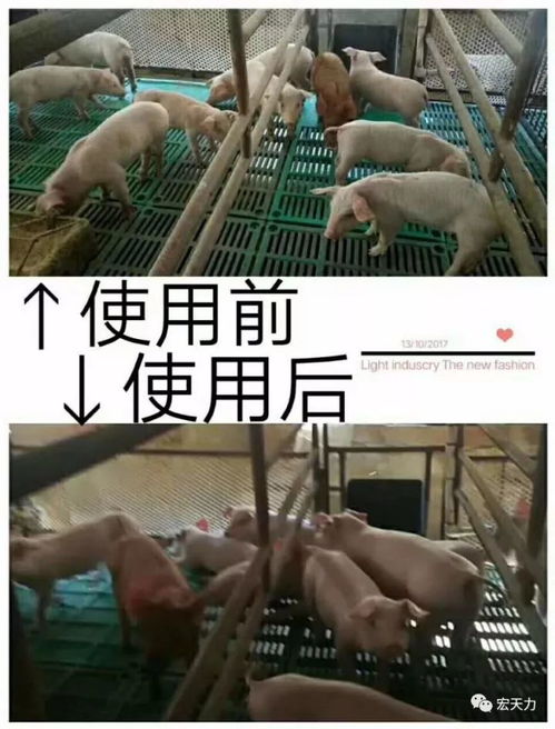 猪在什么时间段应该喂什么种类的饲料？