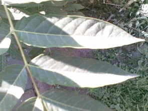 臭芝麻属于哪种植物类别？它属于唇形科还是其他科