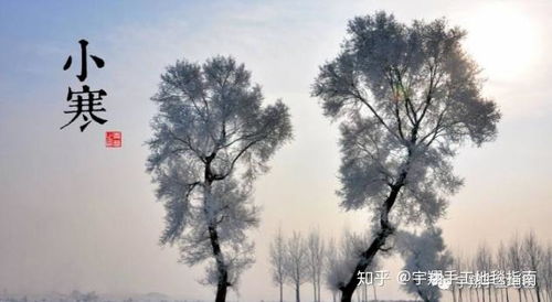枫树为何在冬天落叶？这是其适应寒冷气候的生存策略吗