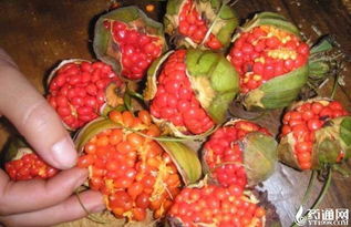 种子处理：精心呵护的必修课