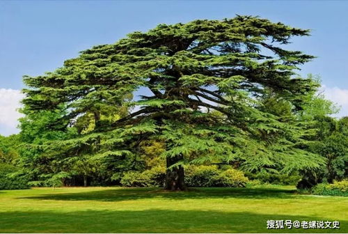 雪松，那是一种怎样的树？