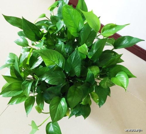 绿萝生长的秘诀：让绿萝长出长长的藤蔓