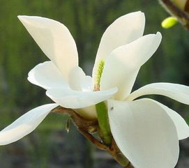 乌尾花盛花期在秋季，室内养植需注意安全