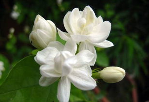 白色花香推荐：茉莉花
