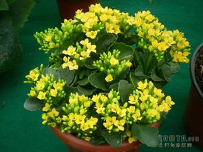 夏天浇水， 心理战也重要