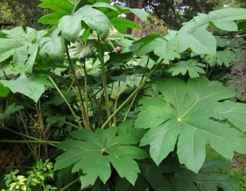 山野草本植物的辨识与药用功嫩探秘