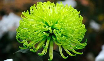 多肉植物的白粉病：你真的了解吗？