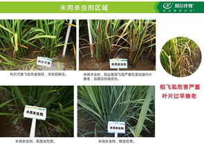 高效低毒， 阿维菌素的优点