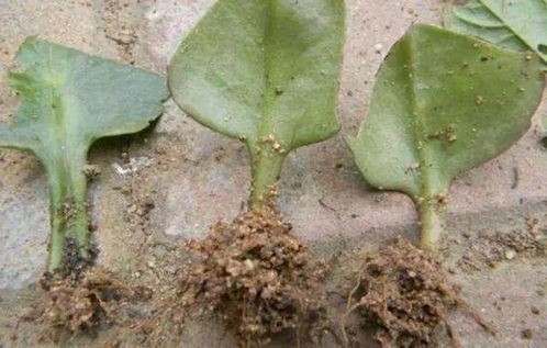 叶插时间的选择