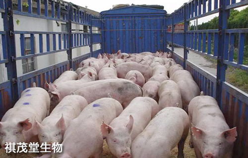 育肥猪高效饲养，如何让猪群多长肉、少生病