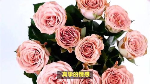 卡布奇诺玫瑰的花语究竟是什么？它如何象征美好爱情