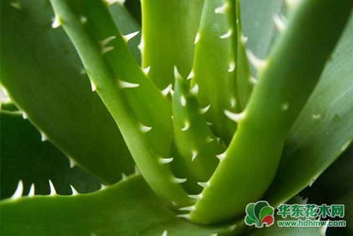 自己种植芦荟的好处