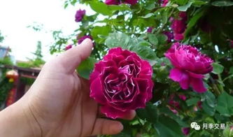 藤本月季花品种介绍
