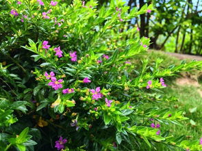 月季花儿开， 自由飞翔来