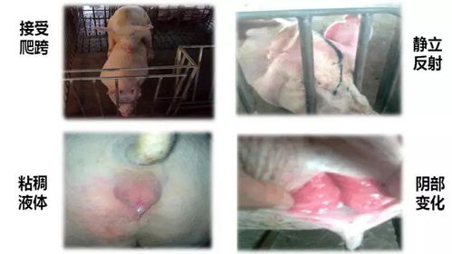 泌乳期发情和断奶早期发情是什么原因导致的？