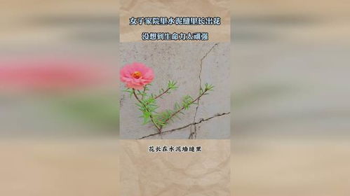 石头缝里生命顽强
