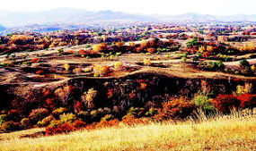 沙地里的绿色希望：耐风沙的草种探秘