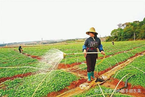 朝天椒肥料推荐及打顶技巧！