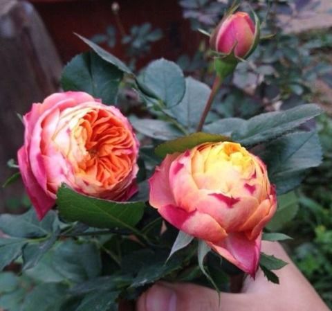 光照温度不适宜，花怎么开得出呢？