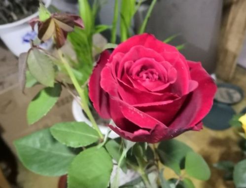 月季香水品种大盘点：哪些既好堪又好闻？